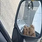 Vroom Vroom, White, Hood, Automotive Mirror, Automotive Side-view Mirror, Automotive Exterior, Vehicle, Carnivore, Mode Of Transport, Vehicle Door, Fawn, Mirror, Companion dog, Rear-view Mirror, Auto Part, Windscreen Wiper, Tints And Shades, Automotive Design, Glass, Dog breed