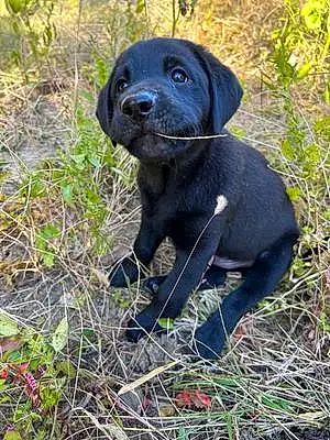 Name Labrador Retriever Dog Otto