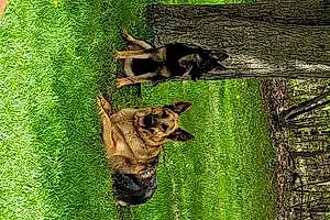 Name German Shepherd Dog Trooper