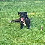 Dog, Plant, Dog breed, Carnivore, Companion dog, Grass, Groundcover, Working Animal, Lawn, Grassland, Borador, Canidae, Pasture, Tail, Terrestrial Animal, Guard Dog, Non-sporting Group, Working Dog, Hunting Dog