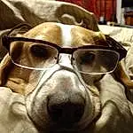 Glasses, Dog, Vision Care, Carnivore, Dog breed, Eyewear, Working Animal, Comfort, Whiskers, Fawn, Companion dog, Curtain, Snout, Linens, Personal Protective Equipment, Furry friends, Goggles, Audio Equipment, Canidae