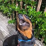 Dog, Plant, Dog breed, Collar, Carnivore, Pet Supply, Companion dog, Working Animal, Snout, Dog Collar, Fence, Grass, Leash, Flowerpot, Liver, Dog Supply, Working Dog, Canidae, Hound