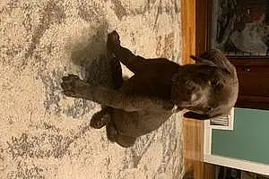 Name Labrador Retriever Dog Flash