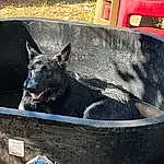Dog, Carnivore, Dog breed, Gas, Herding Dog, Snout, Automotive Tire, Automotive Exterior, Vroom Vroom, Window, Plant, Soil, Working Animal, Fender, Automotive Wheel System, Guard Dog, Canidae, Waste Container, Vehicle Door