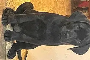 Name Labrador Retriever Dog Nyla
