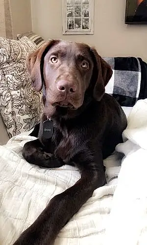 Name Labrador Retriever Dog Bane