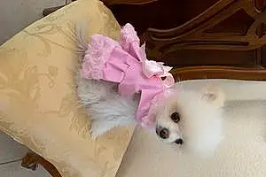 Name Pomeranian Dog Momo