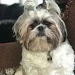 Head, Dog, Dog breed, Carnivore, Liver, Shih Tzu, Companion dog, Fawn, Toy Dog, Working Animal, Snout, Furry friends, Canidae, Natural Material, Mal-shi, Maltepoo, Terrestrial Animal, Small Terrier, Non-sporting Group
