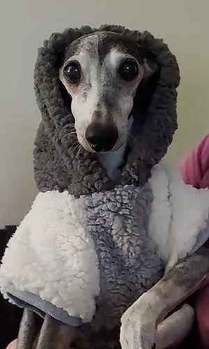 Greyhound Dog Scarlett