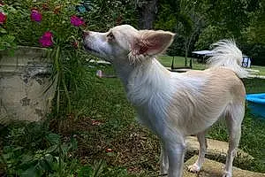 Name Chihuahua Dog Salem