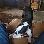 Dog, Leg, Dog breed, Comfort, Carnivore, Ear, Thigh, Companion dog, Fawn, Black Hair, Snout, Elbow, Human Leg, Tail, Knee, Boston Terrier, Canidae, Furry friends, Whiskers