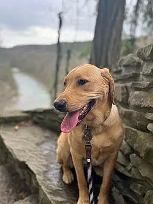 Name Labrador Retriever Dog Amber