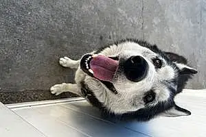 Name Husky Dog Opie