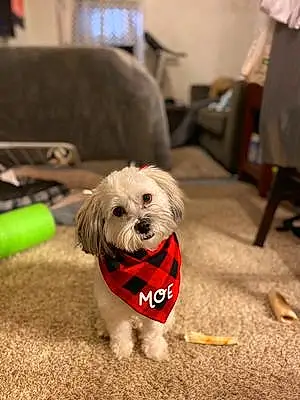 Name Dog Moe