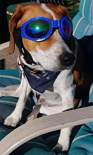 Name Beagle Dog Blue