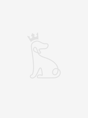 Cavalier King Charles Spaniel Dog Caramel