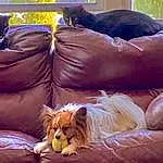 Couch, Comfort, Carnivore, Felidae, Dog, Studio Couch, Fawn, Companion dog, Dog breed, Living Room, Pillow, Cat, Whiskers, Liver, Small To Medium-sized Cats, Sofa Bed, Human Leg, Throw Pillow