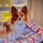 Dog, Dog breed, Carnivore, Dog Supply, Papillon, Companion dog, Fawn, Toy Dog, Whiskers, Snout, Furry friends, Canidae, Pet Supply, Sitting, Non-sporting Group, Working Dog, Puppy, Pattern, Corgi-chihuahua