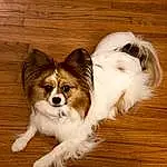 Dog, Papillon, Dog Supply, Carnivore, Fawn, Whiskers, Toy Dog, Wood, Companion dog, Snout, Working Animal, Dog breed, Pet Supply, Hardwood, Liver, Furry friends, Terrestrial Animal, Canidae, Small Terrier