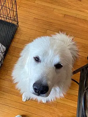 Name Great Pyrenees Dog Willow