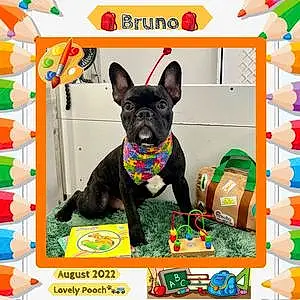 Name French Bulldog Dog Bruno