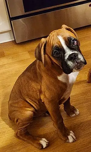 Boxer Dog Turbo