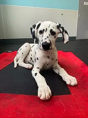 Name Dalmatian Dog Venus