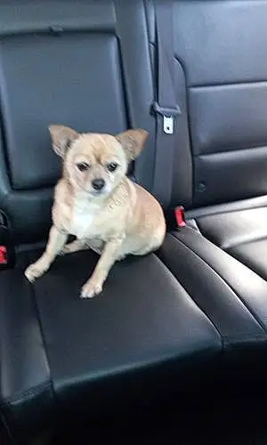 Name Chihuahua Dog Ariel