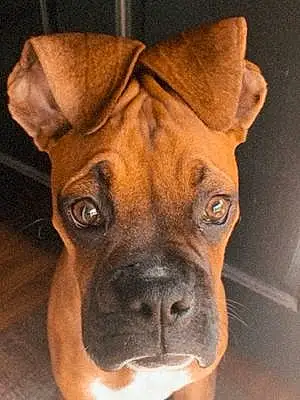 Name Boxer Dog Ares