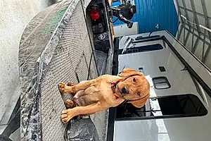 Name Labrador Retriever Dog Copper