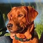 Dog, Carnivore, Collar, Liver, Dog breed, Working Animal, Companion dog, Fawn, Dog Collar, Whiskers, Snout, Grass, Personal Protective Equipment, Canidae, Pet Supply, Hat, Gun Dog, Working Dog, Plant