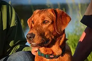 Name Labrador Retriever Dog Tango