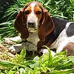 Plant, Dog, Dog breed, Grass, Carnivore, Fawn, Companion dog, Terrestrial Plant, Snout, Whiskers, Terrestrial Animal, Working Animal, Hound, Canidae, Herb, Scent Hound