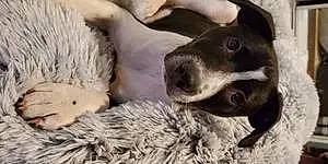 Border Terrier Dog Layd
