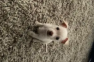 Name Chihuahua Dog Olaf