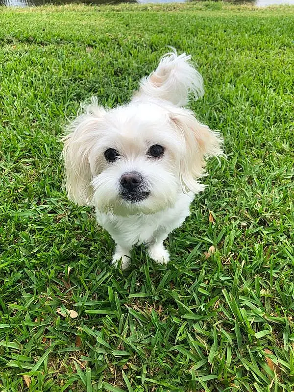 Dog, Plant, Dog breed, Carnivore, Grass, Companion dog, Tree, Toy Dog, Small Terrier, Water Dog, Terrier, Working Animal, Canidae, Maltepoo, Sky, Poodle Crossbreed, Non-sporting Group, Shih-poo, Cockapoo