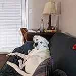 Dog, Couch, Furniture, Comfort, Dog breed, Carnivore, Lighting, Living Room, Interior Design, Grey, Companion dog, Lamp, Fawn, Studio Couch, Wood, Hardwood, Table, Room