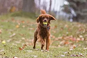 Cavalier King Charles Spaniel Dog Delilah