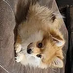 Dog, Carnivore, Dog breed, Spitz, Whiskers, Companion dog, Fawn, Snout, German Spitz Mittel, Working Animal, German Spitz, Toy Dog, Furry friends, Canidae, Terrestrial Animal, Volpino Italiano, Dog Supply, Polka Dot, Puppy