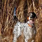 Dog, Dog breed, Carnivore, Goggles, Pont-audemer Spaniel, Sunglasses, Companion dog, Fawn, Corn On The Cob, Grass, Snout, Gun Dog, Spaniel, Canidae, Pointing Breed, Furry friends, Wood, Twig