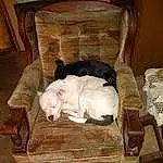 Furniture, Dog, Dog breed, Carnivore, Felidae, Wood, Comfort, Small To Medium-sized Cats, Chair, Companion dog, Fawn, Table, Hardwood, Whiskers, Tail, Snout, Linens