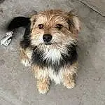 Dog, Carnivore, Dog breed, Companion dog, Snout, Toy Dog, Small Terrier, Terrier, Furry friends, Liver, Terrestrial Animal, Working Animal, Canidae, Biewer Terrier, Maltepoo, Poodle Crossbreed