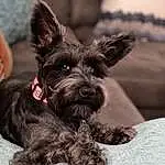Dog, Dog breed, Carnivore, Fawn, Ear, Liver, Companion dog, Working Animal, Snout, Scottish Terrier, Dog Collar, Furry friends, Canidae, Terrier, Toy Dog, Small Terrier, Non-sporting Group, Black & White
