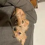 Dog, Dog breed, Carnivore, Comfort, Companion dog, Fawn, Snout, Working Animal, Terrier, Canidae, Furry friends, Terrestrial Animal, Small Terrier, Toy Dog, Non-sporting Group