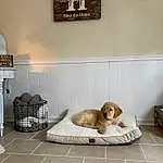 Picture Frame, Dog, Comfort, Interior Design, Grey, Carnivore, Wood, Companion dog, Hardwood, Room, Art, Liver, Cross, Rectangle, Dog breed, House, Linens, Ceiling