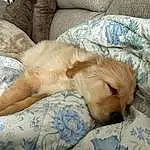 Dog, Couch, Comfort, Dog breed, Carnivore, Fawn, Companion dog, Snout, Linens, Whiskers, Canidae, Retriever, Furry friends, Working Animal, Duvet, Tail, Wood, Bedding, Bedtime