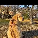 Dog, Plant, Tree, Dog breed, Carnivore, Grass, Sunlight, Companion dog, Fawn, Ball, Snout, Tail, Gun Dog, Retriever, Canidae, Soil, Furry friends, Wood, People In Nature, Golden Retriever