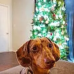 Christmas Tree, Dog, Carnivore, Wood, Liver, Working Animal, Fawn, Door, Christmas Decoration, Dog breed, Companion dog, Event, Christmas Ornament, Holiday, Hardwood, Whiskers, Christmas, Gun Dog, Canidae