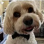 Dog, Carnivore, Dog breed, Companion dog, Toy Dog, Sunglasses, Water Dog, Dog Collar, Working Animal, Furry friends, Terrier, Poodle, Liver, Happy, Small Terrier, Yorkipoo, Puppy love, Shih-poo, Labradoodle