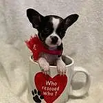 Dog, Carnivore, Dog breed, Dog Supply, Drinkware, Chihuahua, Companion dog, Fawn, Toy Dog, Working Animal, Serveware, Snout, Whiskers, Font, Cup, Carmine, Paw, Tableware, Canidae
